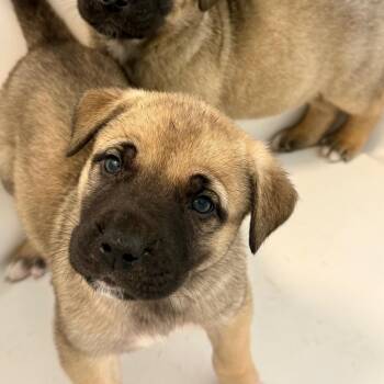 Mastiff and Mixed Breed Dogs Available for Adoption - Bill | PetCurious
