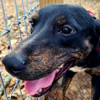 Mazie -  Black Labrador Retriever and Catahoula Leopard Dog Dog for Adoption in Magnolia, Texas - Mazie | PetCurious