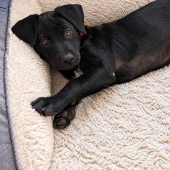 Posh Spice -  Labrador Retriever Dog for Adoption in Baldwin, Maryland - Posh Spice | PetCurious