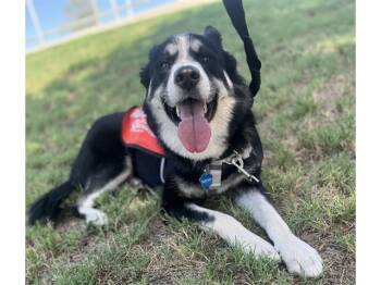 CHARLIE -  Husky and Mixed Breed Dog for Adoption in Phoenix, Arizona - CHARLIE | PetCurious