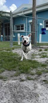 Cocarina -  Mixed Breed Dog for Adoption in Vero Beach, Florida - Cocarina | PetCurious