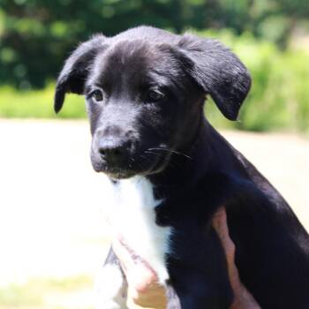 CT Buck -  Border Collie and Mixed Breed Dog for Adoption in Stormville, New York - CT Buck | PetCurious