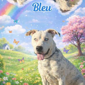 Mixed Breed Dogs Available for Adoption - Bleu | PetCurious