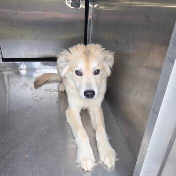 Mixed Breed Dogs Available for Adoption in Columbus, Georgia - 05/06/2026-Stray-VictoryDrive-2 | PetCurious