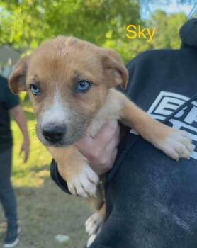 Sky (AVAILABLE 7/20) -  Shepherd Dog for Adoption in Leverett, Massachusetts - Sky (AVAILABLE 7/20) | PetCurious