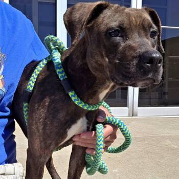 Zora -  Mixed Breed Dog for Adoption in Youngstown, Ohio - Zora | PetCurious