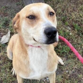 Labrador Retriever Dogs Available for Adoption in Charlottesville, Virginia - Roger, The Handsome And Suave Yellow Lab! | PetCurious