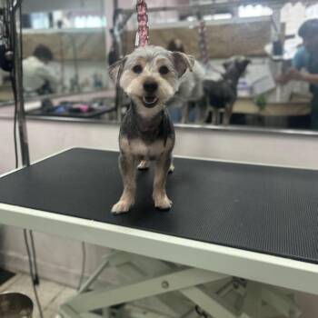 Teddy Ruxpin -  Yorkshire Terrier Dog for Adoption in New York, New York - Teddy Ruxpin | PetCurious