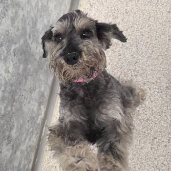 Hopps (MY26-120) -  Miniature Schnauzer Dog for Adoption in Peyton, Colorado - Hopps (MY26-120) | PetCurious