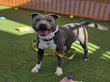 Pit Bull Terrier Dogs Available for Adoption - MOZZY | PetCurious