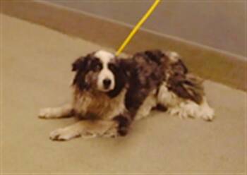 ANGEL -  Border Collie Dog for Adoption in Las Vegas, Nevada - ANGEL | PetCurious