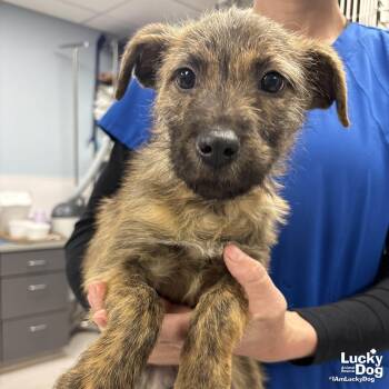 Wire Fox Terrier Dogs Available for Adoption - Litty | PetCurious