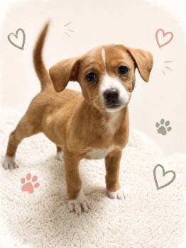 Chihuahua and Dachshund Dogs Available for Adoption in Baton Rouge, Louisiana - Morgana  | PetCurious