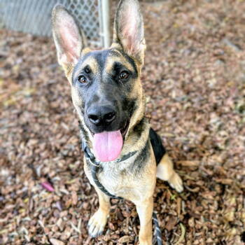 Rescue German Shepherd Dog Dogs for Adoption in Oakland, California - Cornbread | PetCurious