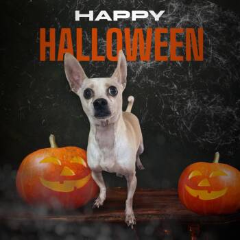 Rescue Chihuahua Dogs for Adoption in Dallas, Georgia - Hugo | PetCurious