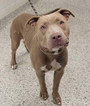 Logan -  Pit Bull Terrier and Mixed Breed Dog for Adoption in Kansas City, Missouri - Logan | PetCurious