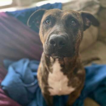 Rescue Plott Hound and Presa Canario Dogs for Adoption in Media, Pennsylvania - Felix | PetCurious