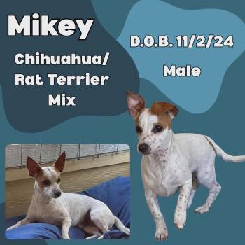 Mikey -  Chihuahua and Rat Terrier Dog for Adoption in Caldwell, Texas - Mikey | PetCurious