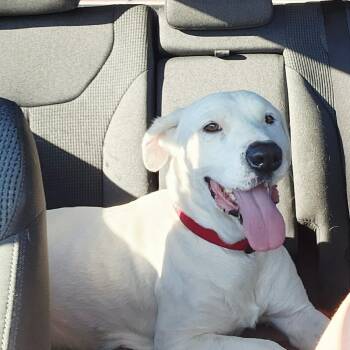 American Staffordshire Terrier and Labrador Retriever Dogs Available for Adoption in Mooresville, North Carolina - Chance | PetCurious