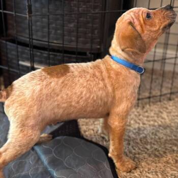 Orion -  Dachshund and Mixed Breed Dog for Adoption in Helena, Alabama - Orion | PetCurious