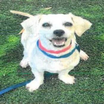 Strawberry A2278809 -  Dachshund and Shih Tzu Dog for Adoption in Los Angeles, California - Strawberry A2278809 | PetCurious