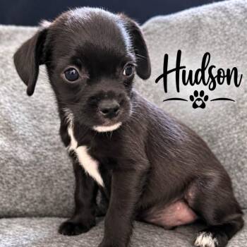 Hudson -  Terrier Dog for Adoption in Santa Fe, Texas - Hudson | PetCurious
