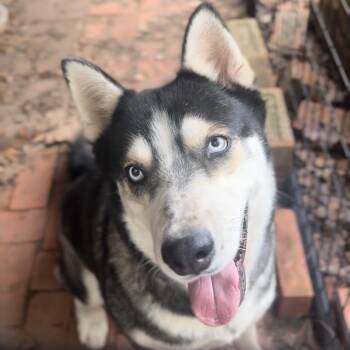 Dafne Dooskidu -  Husky Dog for Adoption in Houston, Texas - Dafne Dooskidu | PetCurious