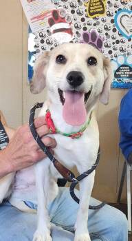 Jack Russell Terrier Dogs Available for Adoption in Cambridge, Ohio - PENELOPE 080-26 | PetCurious