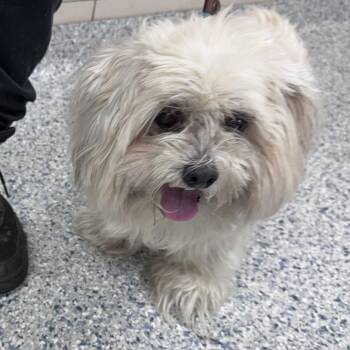 Chuy -  Shih Tzu and Mixed Breed Dog for Adoption in Chicago, Illinois - Chuy | PetCurious