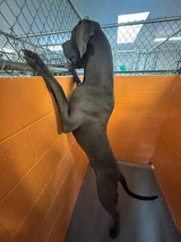Carl -  Great Dane Dog for Adoption in Chattanooga, Tennessee - Carl | PetCurious