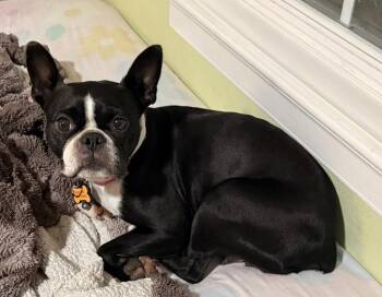 Abby in IA -  Boston Terrier Dog for Adoption - Abby In IA | PetCurious