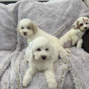 Scorpio -  Miniature Poodle Dog for Adoption in Phoenix, Arizona - Scorpio | PetCurious