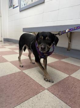 Chihuahua Dogs Available for Adoption in Ontario, California - Miles | PetCurious
