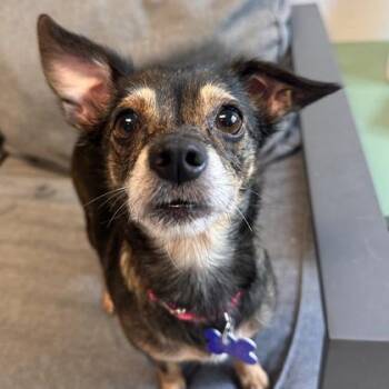 Gia -  Mixed Breed Dog for Adoption in Lansing, Michigan - Gia | PetCurious
