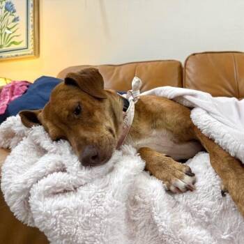 Tully Tilly Totally Cuddly -  Labrador Retriever and Pit Bull Terrier Dog for Adoption in Friendswood, Texas - Tully Tilly Totally Cuddly | PetCurious