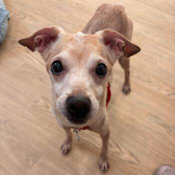 Chihuahua Dogs Available for Adoption in San Francisco, California - Mic Drop 13978 | PetCurious