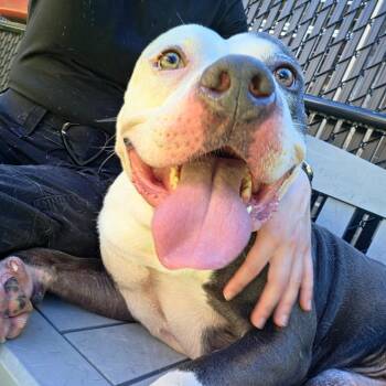Ghost -  Pit Bull Terrier Dog for Adoption in Greensboro, North Carolina - Ghost | PetCurious