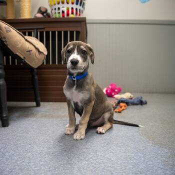 Solo -  Labrador Retriever and Great Pyrenees Dog for Adoption in Pawling, New York - Solo | PetCurious