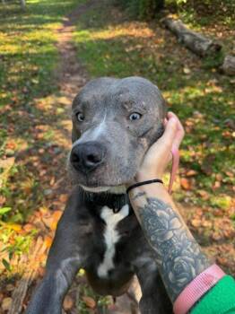 Dumbo -  Pit Bull Terrier Dog for Adoption in Pottsville, Pennsylvania - Dumbo | PetCurious