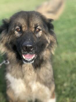 Rescue Newfoundland Dog and Anatolian Shepherd Dogs for Adoption in Evansville, Indiana - Zuri | PetCurious