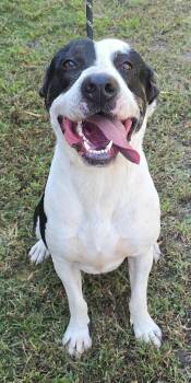 Rescue Great Dane and Labrador Retriever Dogs for Adoption in New York, New York - JB *foster Needed* | PetCurious