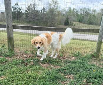 LEEROY -  Collie and Retriever Dog for Adoption in Lexington, Tennessee - LEEROY | PetCurious
