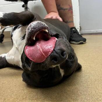 Roxi -  American Staffordshire Terrier and Mixed Breed Dog for Adoption in Corpus Christi, Texas - Roxi | PetCurious