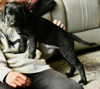 Labrador Retriever and Poodle Dogs Available for Adoption - Calvin | PetCurious