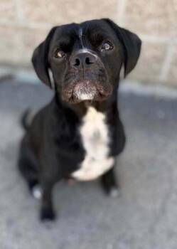 Cherokee -  Pug and Beagle Dog for Adoption in Eagle, Idaho - Cherokee | PetCurious