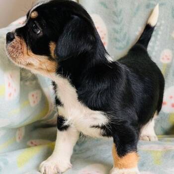 Mixed Breed and Chihuahua Dogs Available for Adoption in Williston, Florida - Rachael | PetCurious