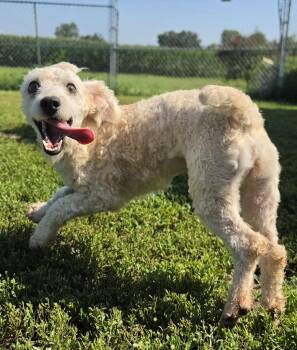Sixty -  Miniature Poodle Dog for Adoption in Terre Haute, Indiana - Sixty | PetCurious