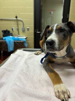 Rescue Mixed Breed Dogs for Adoption in Douglasville, Georgia - Tommy | PetCurious