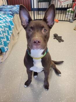 Australian Kelpie and Mixed Breed Dogs Available for Adoption in Fort Wayne, Indiana - ZIVA | PetCurious
