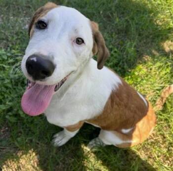Rescue Mixed Breed Dogs for Adoption in Carrollton, Texas - Benny | PetCurious